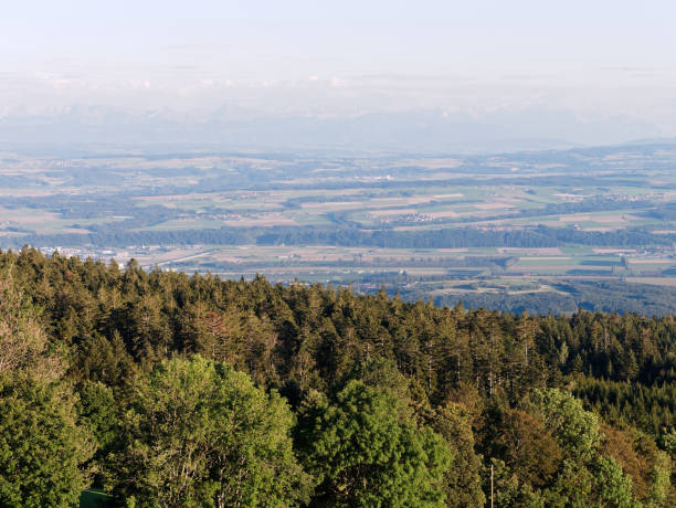 istock Pine tree forest. Valley and Alps mountain range in the background. 1177747528