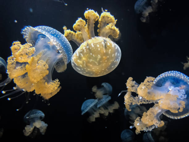 istock Jellyfishes in aquarium 1177749446