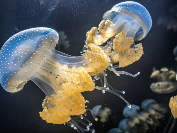 Marine animals with umbrella-shaped bells