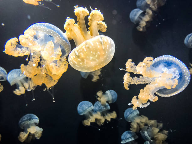 istock Jellyfishes in aquarium 1177749490