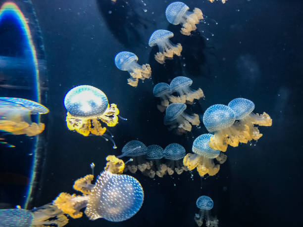 istock Jellyfishes in aquarium 1177749493