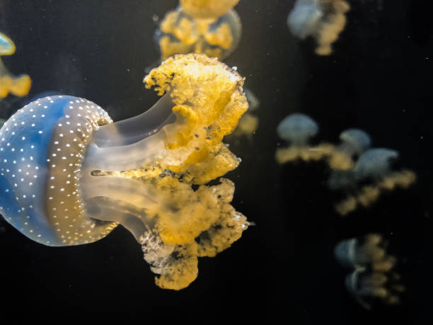 istock Jellyfishes in aquarium 1177749500