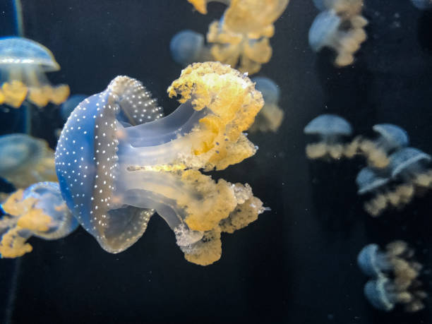 istock Jellyfishes in aquarium 1177749510