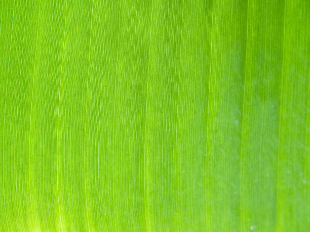 istock Banana foliage 1177750804