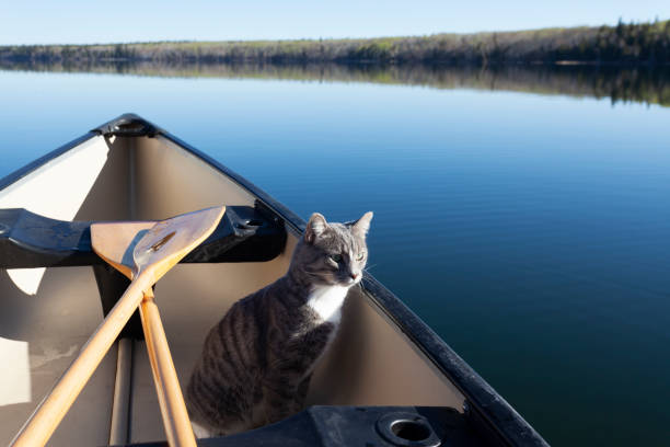 cat in a canoe prince albert national park saskatchewan kanada - prince albert national park stock-fotos und bilder