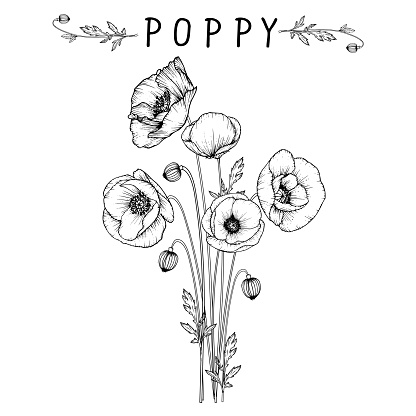 Poppy flowers drawing with line-art on white backgrounds.