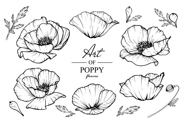 Poppy flowers drawing Poppy flowers drawing with line-art on white backgrounds. poppies stock illustrations