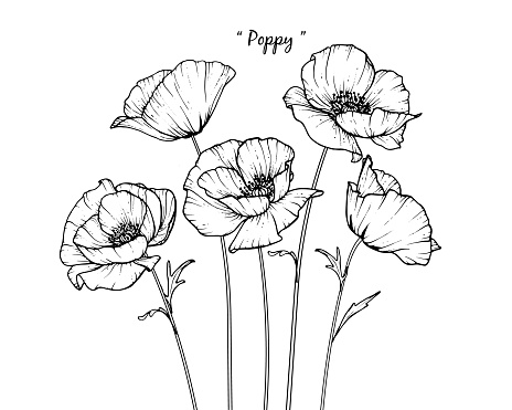 Poppy Flowers Drawing Stock Illustration - Download Image Now - Art ...