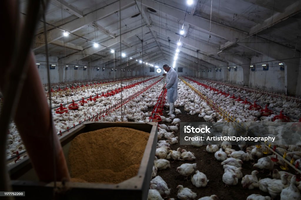 Manual workers in chicken farm. Two manual workers with special uniform working in chicken farm. Factory Stock Photo