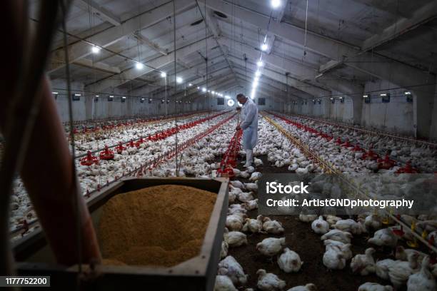 Manual Workers In Chicken Farm Stock Photo - Download Image Now - Factory, Rural Scene, Chicken - Bird
