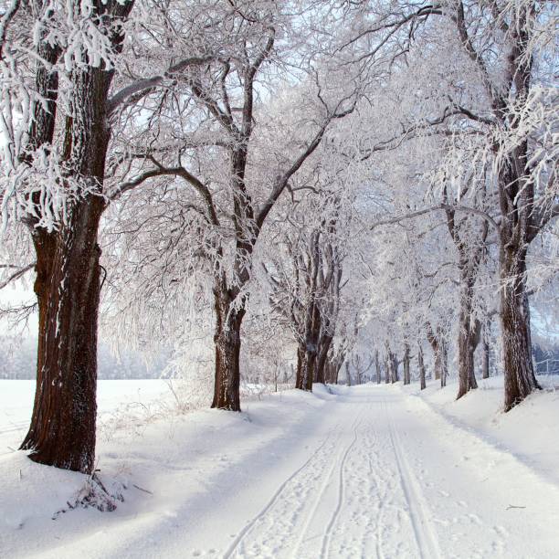 istock wintry landscape scenery with road way and alley 1177755649