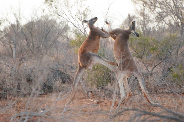 340+ Kangaroos Fighting Stock Photos, Pictures & Royalty-Free Images -  iStock | Red kangaroo