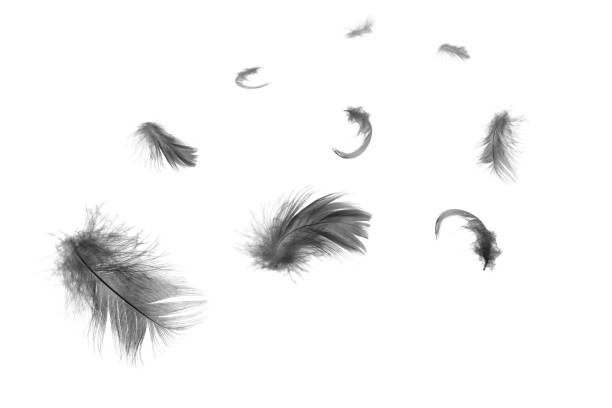 Beautiful black feathers floating in air isolated on white background Beautiful black feathers floating in air isolated on white background bristle animal part photos stock pictures, royalty-free photos & images