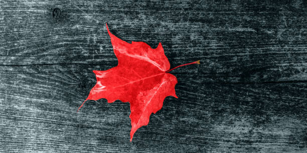 Canada Day maple leaves background. Symbol picture for Canada Day 1st July. Happy Canada Day real maple leaves in shape of Canadian Flag. Branch with maple leaves. Picture of maple leaves. stock photo
