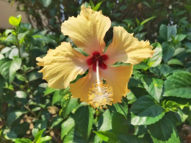 istock Yellow hibiscus flowers 1177761121