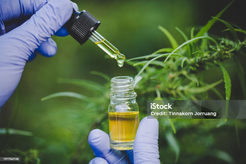 The hands of scientists dropping marijuana oil for experimentation and research, ecological hemp plant herbal pharmaceutical cbd oil from a jar. Cannabis Plant Stock Photo