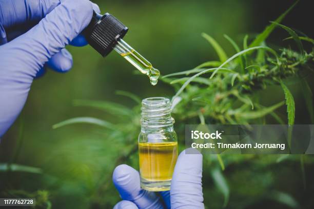 The Hands Of Scientists Dropping Marijuana Oil For Experimentation And Research Ecological Hemp Plant Herbal Pharmaceutical Cbd Oil From A Jar Stock Photo - Download Image Now