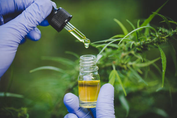 as mãos dos cientistas que deixam cair o óleo de marijuana para a experimentação e a pesquisa, óleo farmacêutico do cbd da planta erval do cânhamo ecológico de um frasco. - hemp - fotografias e filmes do acervo