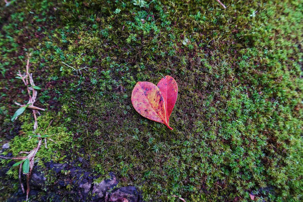 Heart shaped leaves on the ground