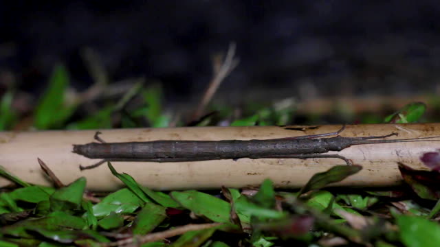 Closeup stick insect or Phasmids sitting on a wood