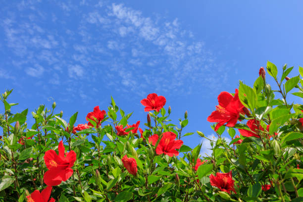 Flowers blooming on Ishigaki Island in autumn - Hibiscus stock photo