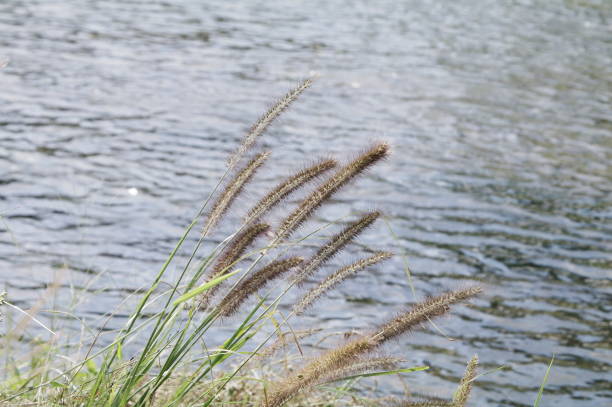 istock the scenery of a stream 1177767352