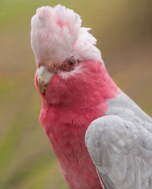 Portrait shot of a pink galah