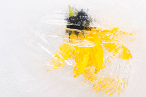 Close up macro color image depicting yellow flowers beneath the ice.