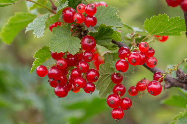 Red currant stock photo