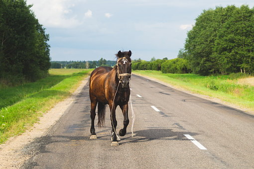 Lonely brown horse crossing the road. runaway horse in the countryside