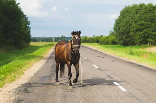 Lonely brown horse crossing the road. runaway horse in the countryside