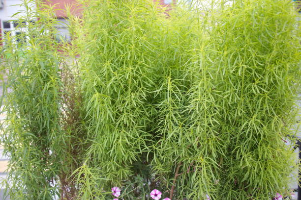 istock green shrub in an urban flowerbed 1177776166