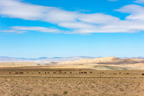 A herd of cows on a summer pasture in a mountain valley