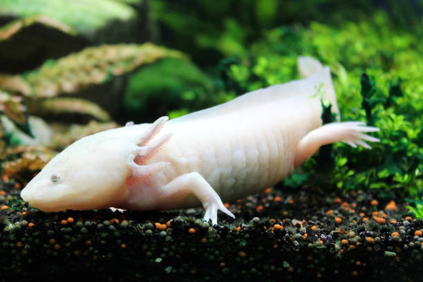 istock Axolotl lying on the small rocks 1177778857