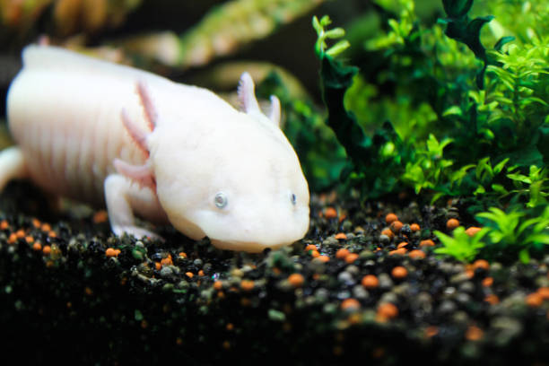 istock Axolotl lying on the small rocks 1177778859