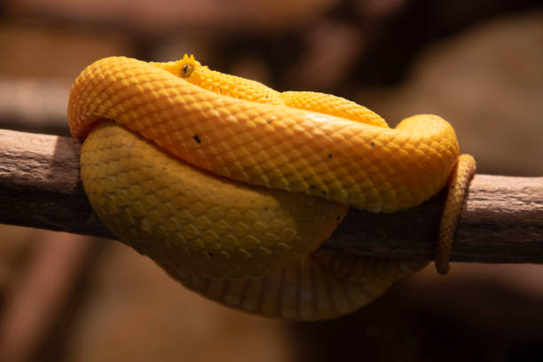 istock Coiled bright yellow eyelash viper snake perched on a branch. 1177779017