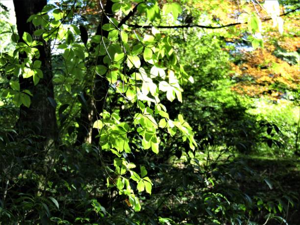istock Nice sunny day in September. Sunlight and shadows in Kinugawa Onsen Park 1177781584