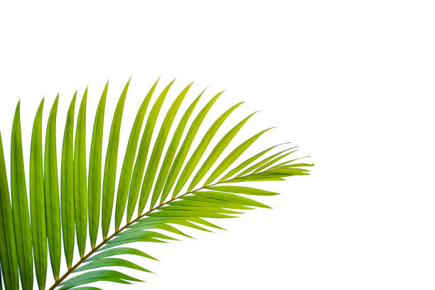 istock tropical coconut leaf isolated on white background 1177781681