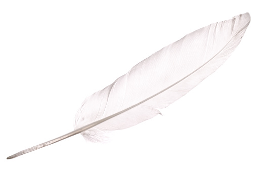 colorful feathers of a goose on a white isolated background