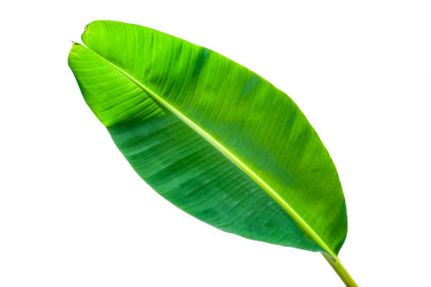 白い背景に分離熱帯緑のバナナの葉 - green banana tree banana tree ストックフォトと画像