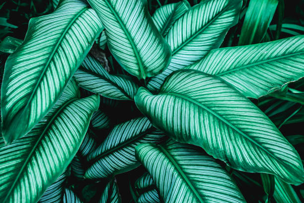 istock Calathaea picturata, abstract green leaf texture, nature background 1177781701
