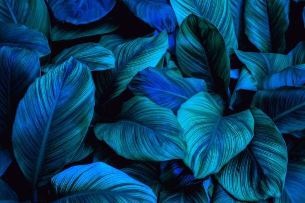 листья cannifolium spathiphyllum, абстрактная зеленая текстура - beauty in nature blue bush color image стоковые фото и изображения