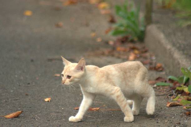 istock Stray cat by the sea 1177784155