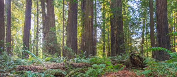 istock Redwood National Park 1177786159