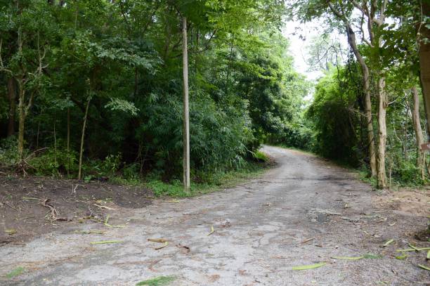 istock road in forest at Chonburi , Thailand 1177786310