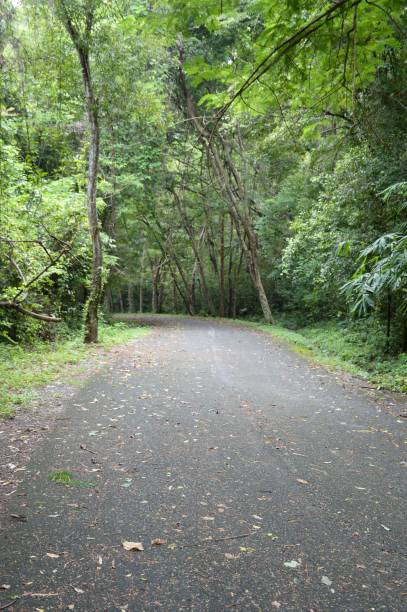 istock road in forest at Chonburi , Thailand 1177786332