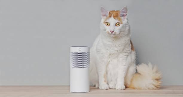 istock Cute tabby cat sitting beside a voice controlled smart speaker. Panoramic image with copy space. 1177786345