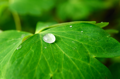 Extreme magnification macro photo of a water droplets on a leaf.