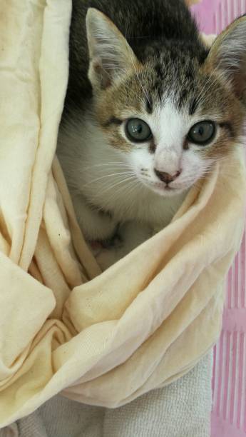 istock puppy cat​  in​ basket. It​ is​ cool 1177786954