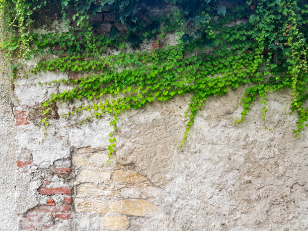 istock Brick wall and with green ivy 1177787099